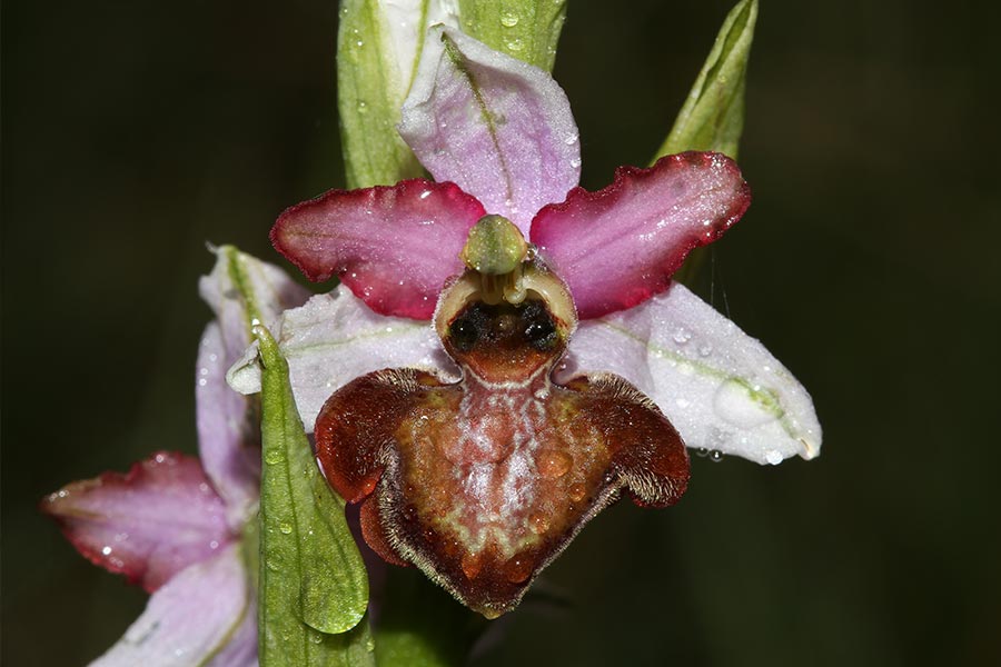 l’emblématique Ophrys de l’Aveyron (Ophrys aveyronensis), espèce franco-ibérique protégée très localisée dans les deux pays. En France, elle occupe seulement une aire limitée au piémont ouest du Causse du Larzac.