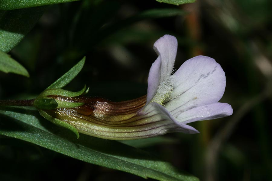 la Gratiole (Gratiola officinalis), espèce protégée des zones humides, en forte régression en France.