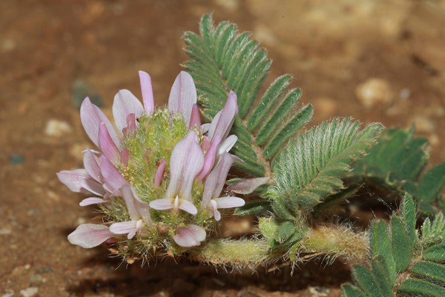 l’Astragale glaux (Astragalus glaux), espèce protégée très rare en France essentiellement présente en Languedoc-Roussillon.