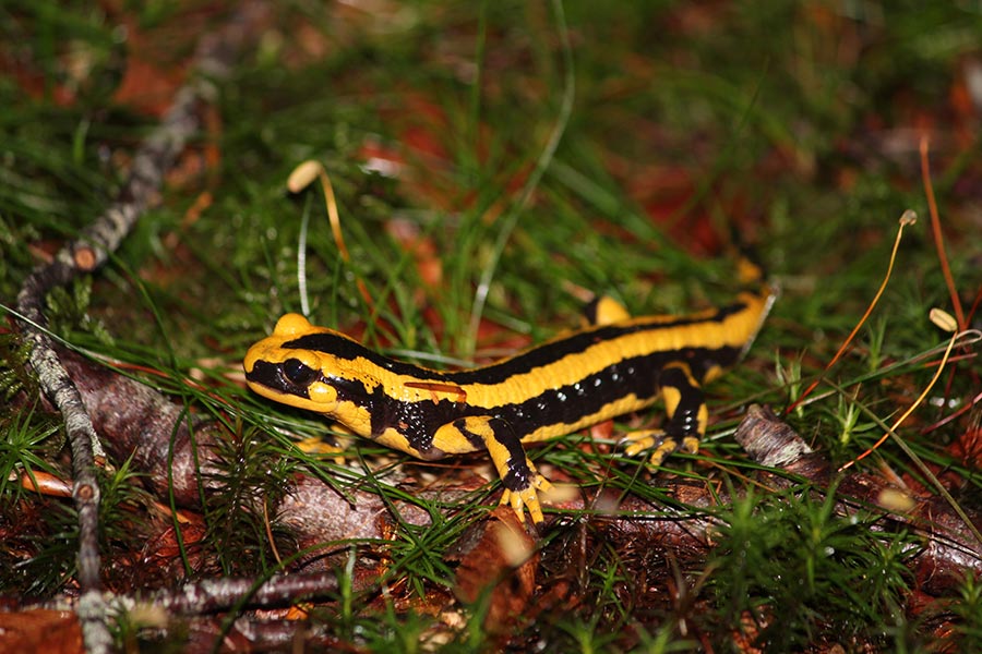 Salamandre tachetée de l’ouest des Pyrénées (Salamandra salamandra ssp. fastuosa), sous-espèce protégée qui remplace la sous-espèce nominale dans les départements des Hautes-Pyrénées et des Pyrénées atlantiques.