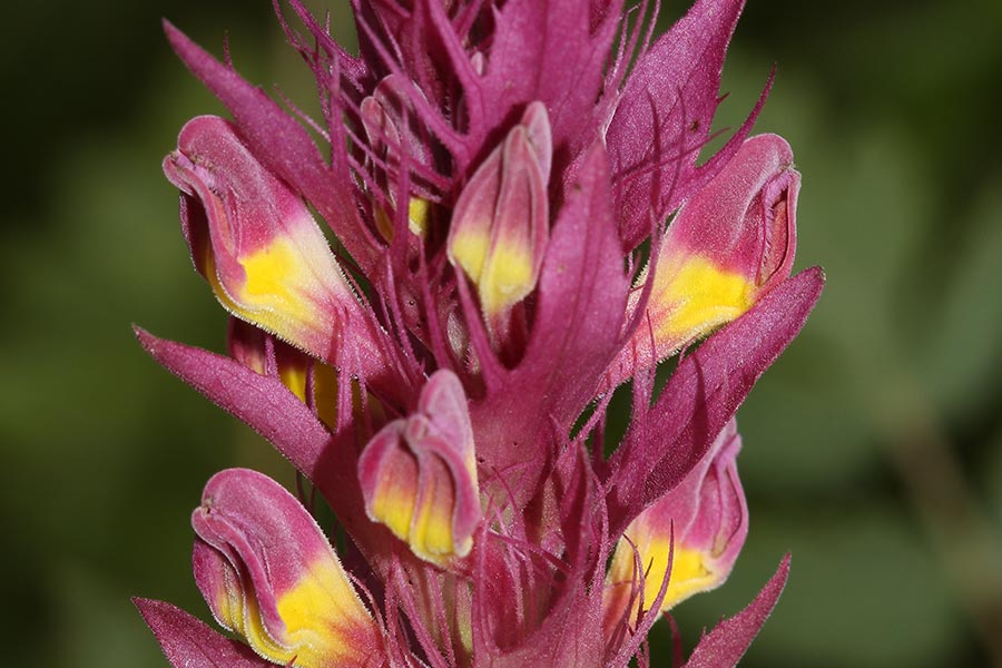 le Mélampyre des champs (<em>Melampyrum arvense</em>), espèce eurasiatique élégante des prairies et moissons commune en France sauf en zone méditerranéenne.